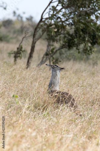 A nice view of kori bustard