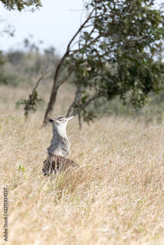 A nice view of kori bustard