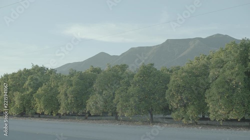 Static shot of green orchard beside road with mountains behind