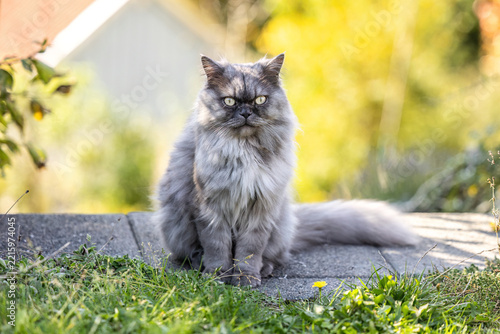 Purebred blue seal Ragdoll tomcat with long fluffy fur sitting outdoors in a garden and looking directly at the camera.