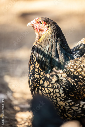 Brahma hen standing outdoors in a rustic backyard chicken garden, showing characteristic feathered legs and patterned plumage in warm natural sunlight.