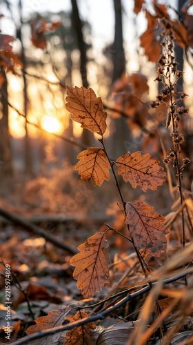 Close-up of golden autumn leaves with a beautiful sunset backdrop.