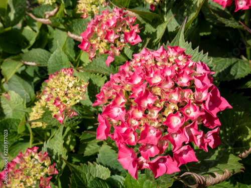 Macro view of a cluster of beautiful fuchsia-colored hydrangea flowers amidst green leaves, with most of the blossoms yet to open.