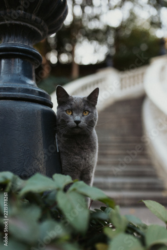 Grey cat with yellow eyes outdoor 