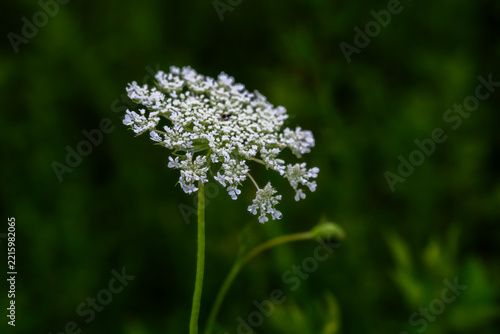 Queen Anne's Lace Close-Up Wildflower Bloom Macro Against Dark Green Meadow Background
