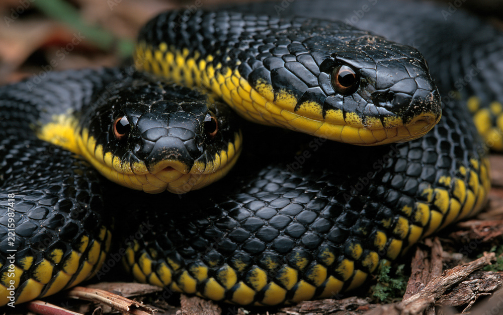 Fototapeta premium Two black snakes with yellow underbellies coiled on