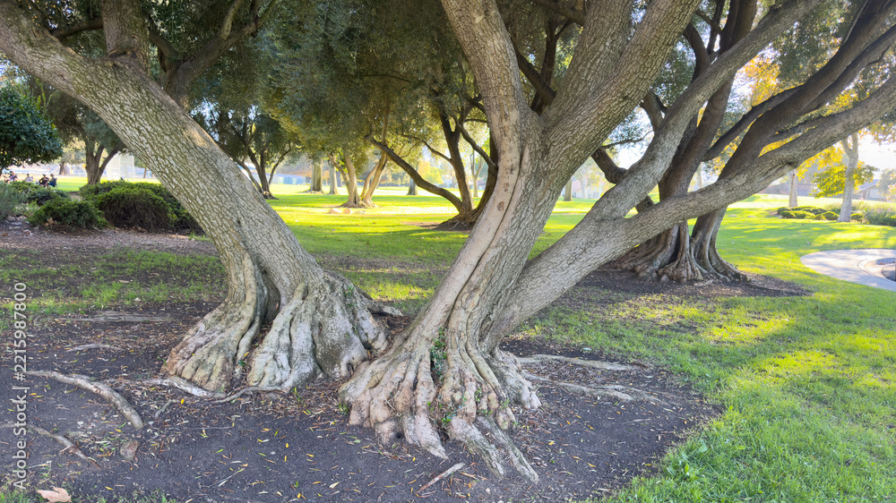Fototapeta premium gnarled tree trunks with spreading exposed roots stand in a grassy park surrounded by leafy green canopies and sunlight