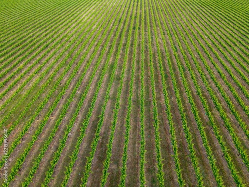 Aerial view of a lush green vineyard with perfectly aligned rows of grapevines stretching across the landscape in Bonnievale, Western Cape, South Africa.