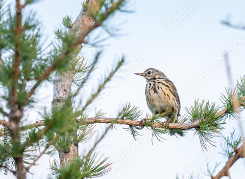 Fotografie Meadow pipit sitting in a tree