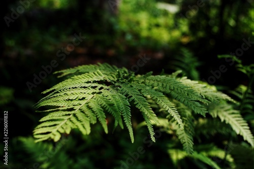 Vibrant Forest Fern Leaf Detail, Close-Up Nature Photography for Minimalist Eco Design and Sustainable Brand Background