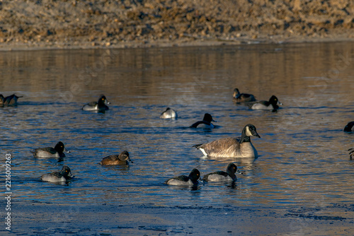 Obraz na plátně Ring-necked Ducks on the Boise River Idaho