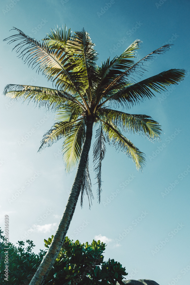 Fototapeta premium Coconut palm trees and weathered granite boulders in the tropical landscape of La Digue, Seychelles.