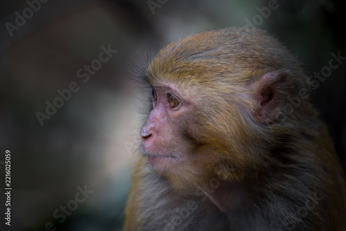 View of a close-up profile portrait of a macaque monkey with detailed fur and attentive eyes in Guiyang, Guizhou, China.