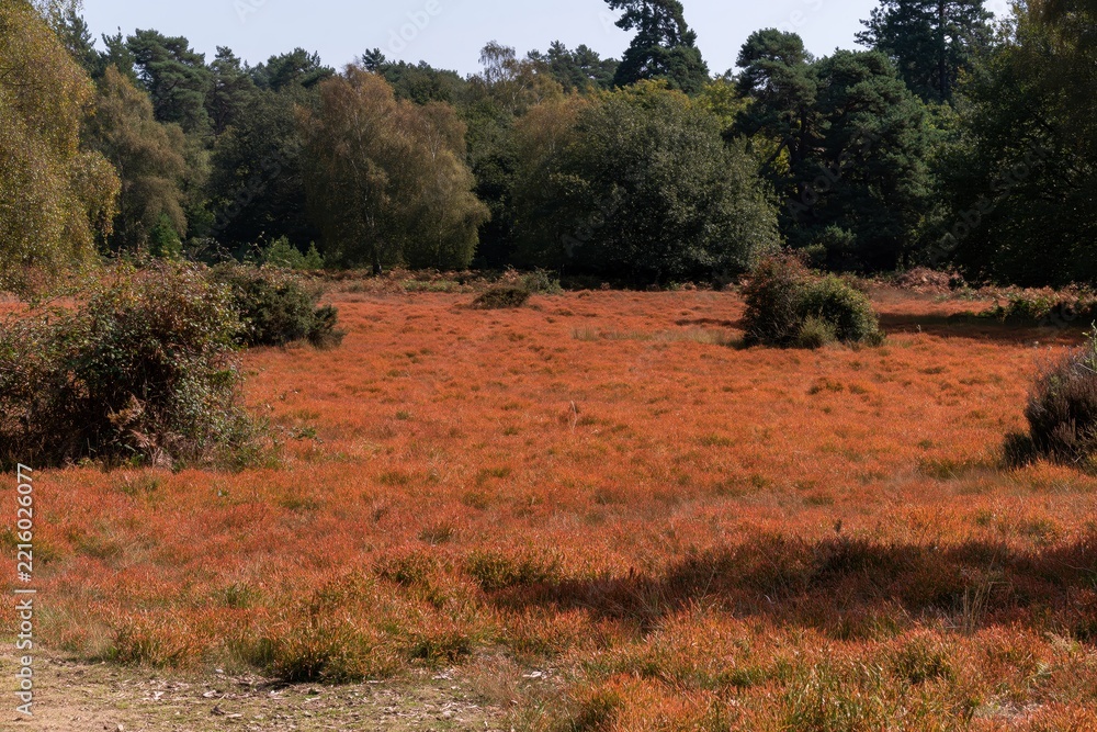 Fototapeta premium Dry orange-red grass field with forest backdrop
