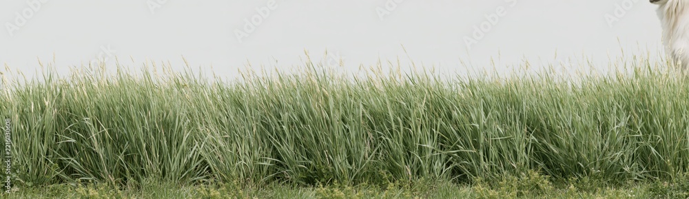 Obraz premium White animal in tall green grass