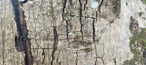 bark of a tree