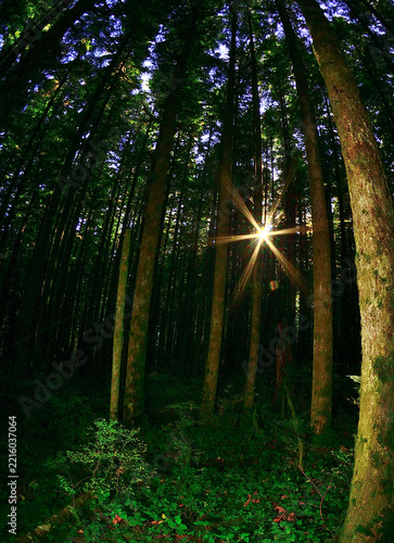 Sun rays through forest