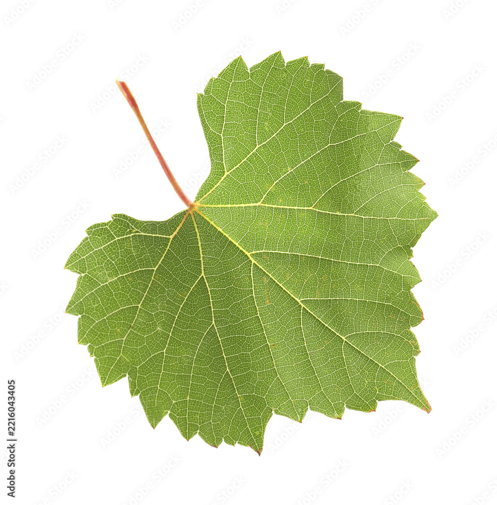 Fototapeta premium One green grape leaf isolated on white
