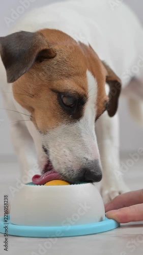 A Jack Russell Terrier dog licks a lick toy.
