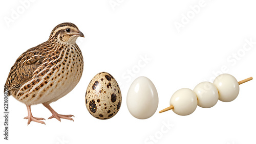 Quail Egg Food Preparation with Adult Bird Speckled Egg and Peeled Eggs on Skewer