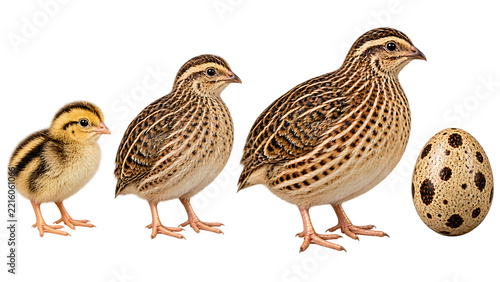 Quail Growth Stages from Newly Hatched Chick to Juvenile Mature Adult Bird and Egg