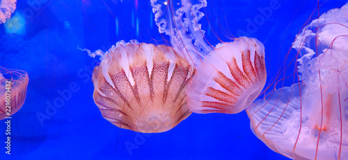 View of Pacific sea nettle jellyfish with long tentacles and reddish-brown patterns on their bells at the aquarium, Manteo, North Carolina, United States.