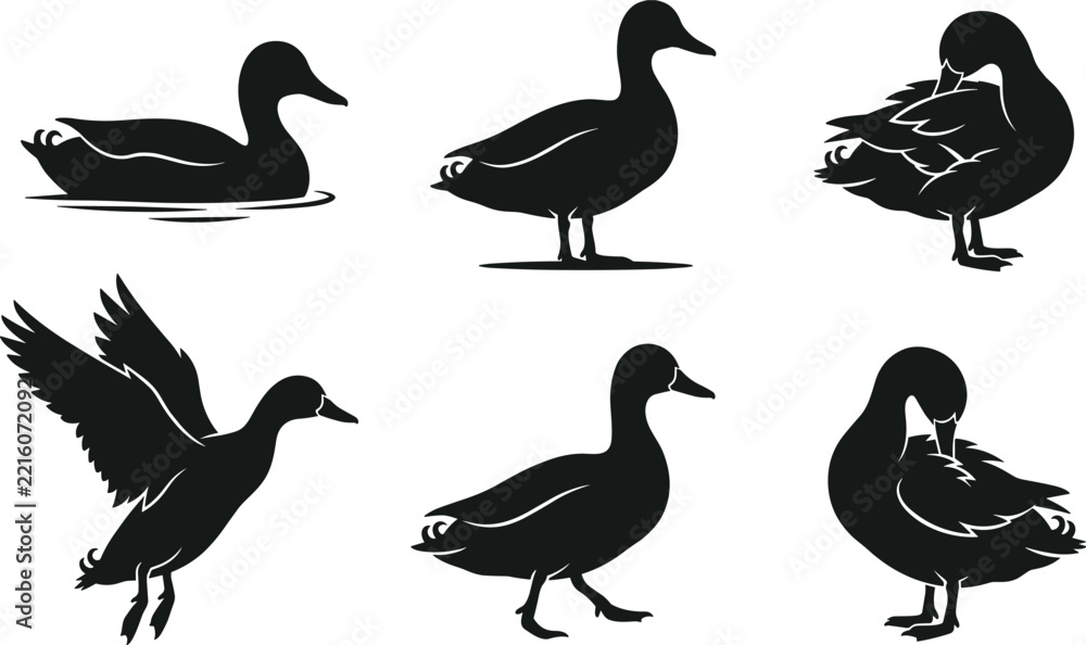 Fototapeta premium Duck Silhouette Vector Set with Six Black Bird Poses Including Swimming Flying Walking and Preening