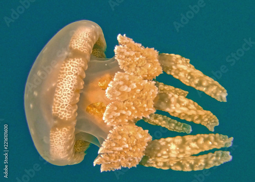 Close-Up of a Spotted Lagoon Jellyfish's Patterned Bell