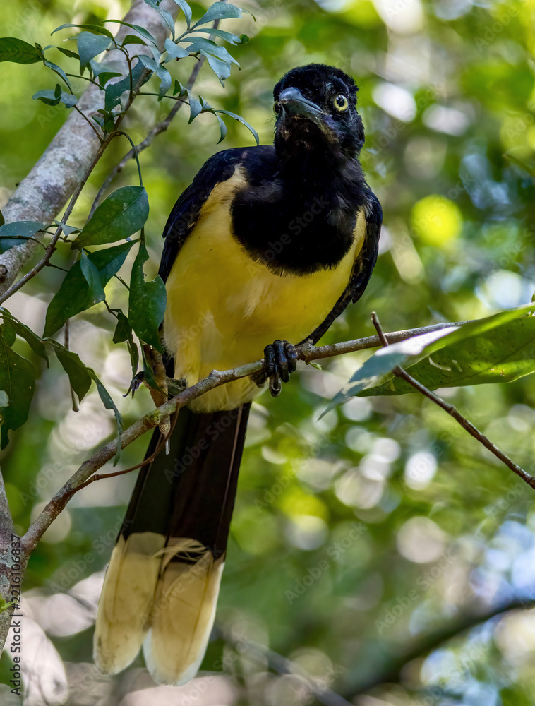 Fototapeta premium Plush-crested Jay in a tree at Iguazu National Park on Argentina Brazil border