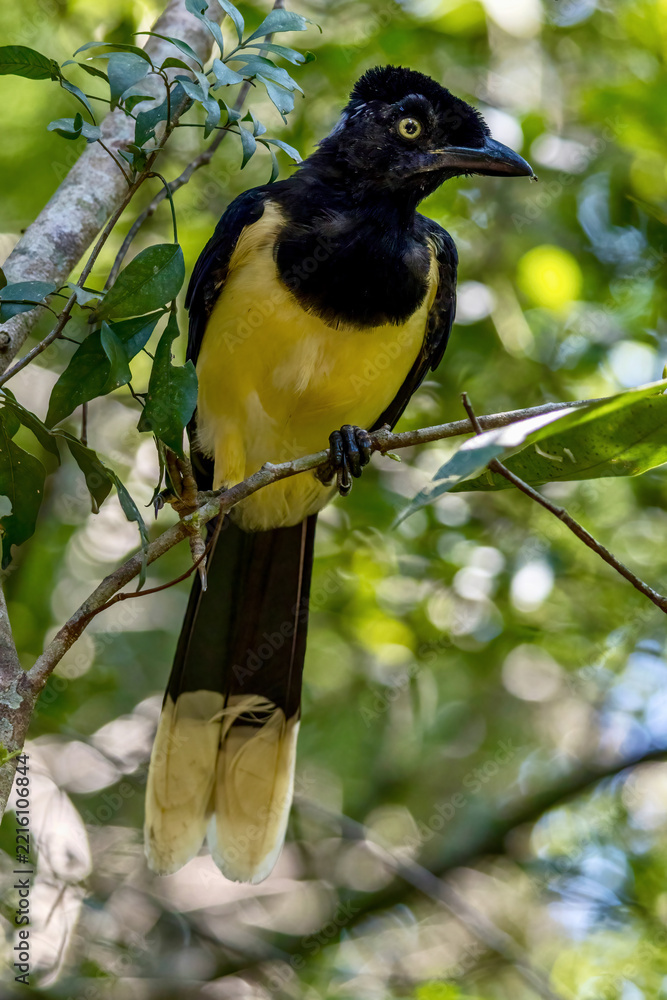 Fototapeta premium Plush-crested Jay in a tree at Iguazu National Park on Argentina Brazil border