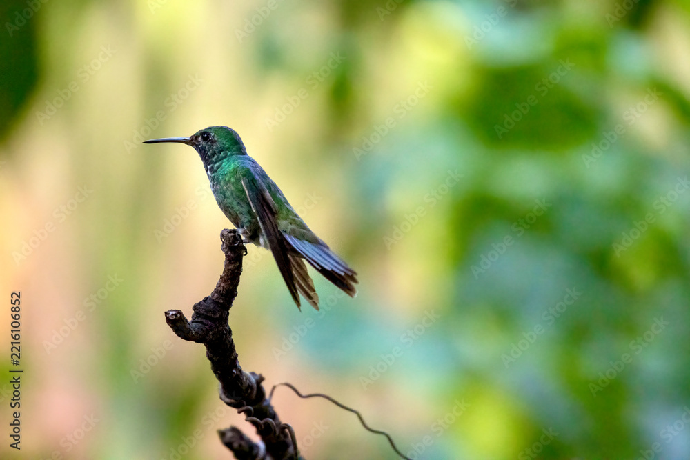 Fototapeta premium Versicoloured Emerald Hummingbird at the Garden of Hummingbirds in Iguazu Argentina