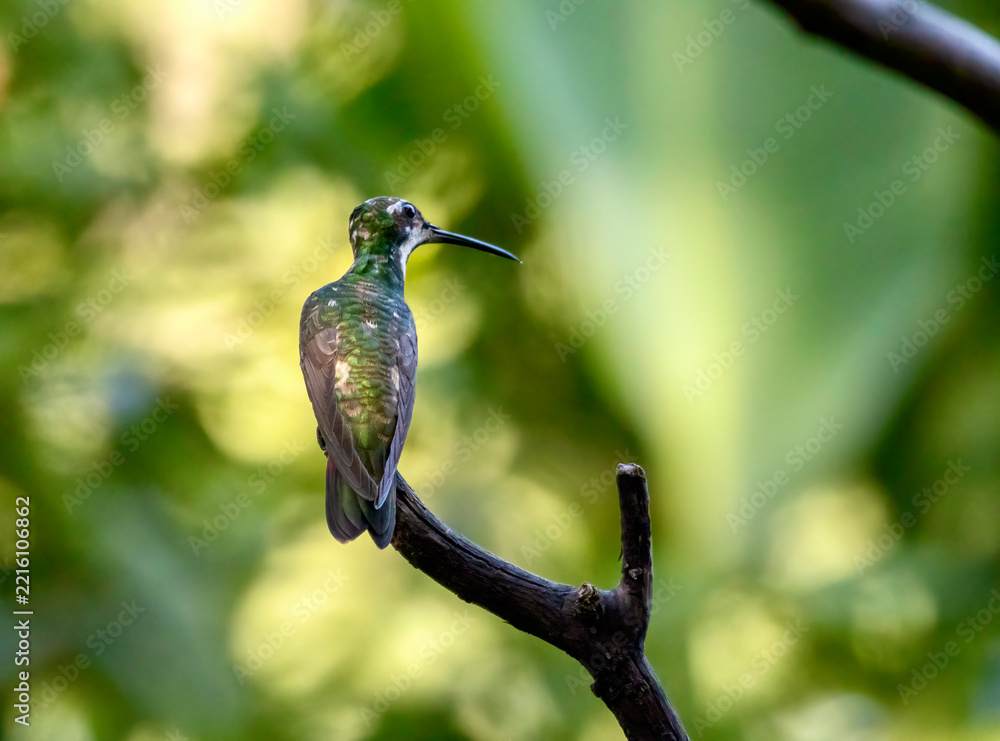 Fototapeta premium Female Black-throated Mango Hummingbird at the Garden of Hummingbirds in Iguazu Argentina