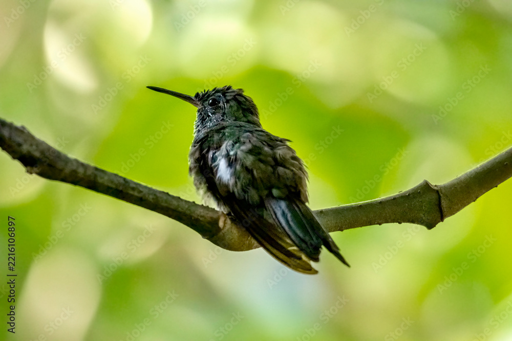 Fototapeta premium Black-throated Mango Hummingbird at the Garden of Hummingbirds in Iguazu Argentina