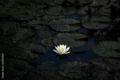 A white water lily blooms among dark green pads.