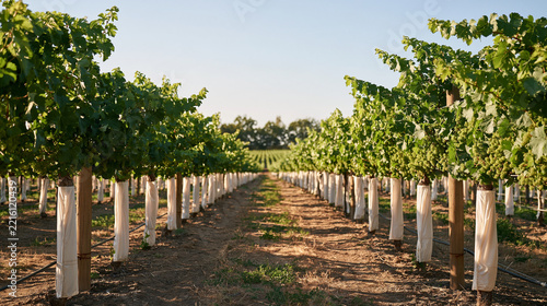 Straight vineyard rows recede toward a distant treeline
