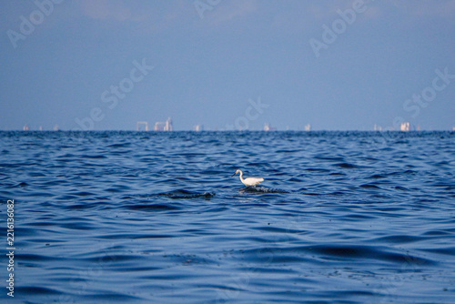 A seabird perches on a rock in the middle of the sea while searching for fish, with calm ocean waters and a clear blue sky in the background.