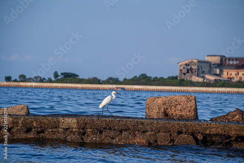 A seabird perches on a rock in the middle of the sea while searching for fish, with calm ocean waters and a clear blue sky in the background.