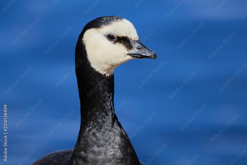 Fototapeta premium Barnacle Goose Branta leucopsis bird close up portrait headshot with deep blue sea in the background in Finland