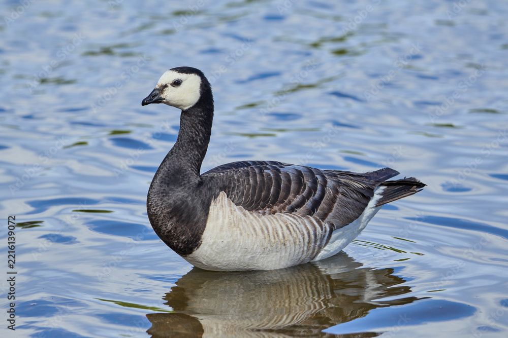 Fototapeta premium Barnacle Goose Branta Leucopsis bird sitting in a lake with beautiful reflections on the surface of the water in Finland
