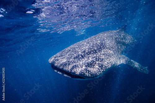 whale shark