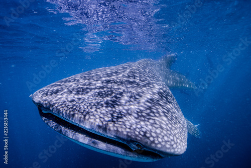 whale shark