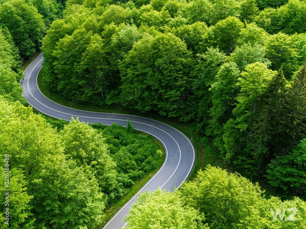 Fototapeta premium Winding Road Through Lush Green Forest