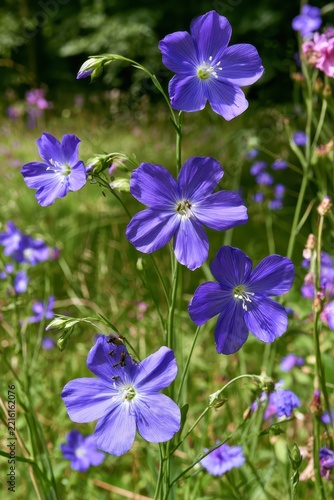 Blue Flax Flowers Blooming in a Field
