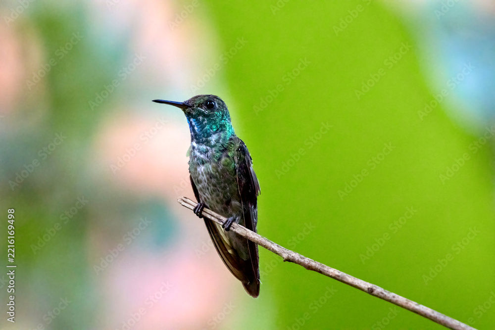 Fototapeta premium Versicoloured Emerald Hummingbird at the Garden of Hummingbirds in Iguazu Argentina