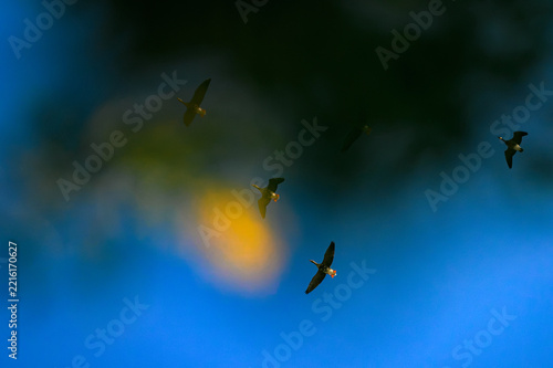 Greater White-Fronted Geese in Flight with Dreamy Orange and Blue Bokeh
