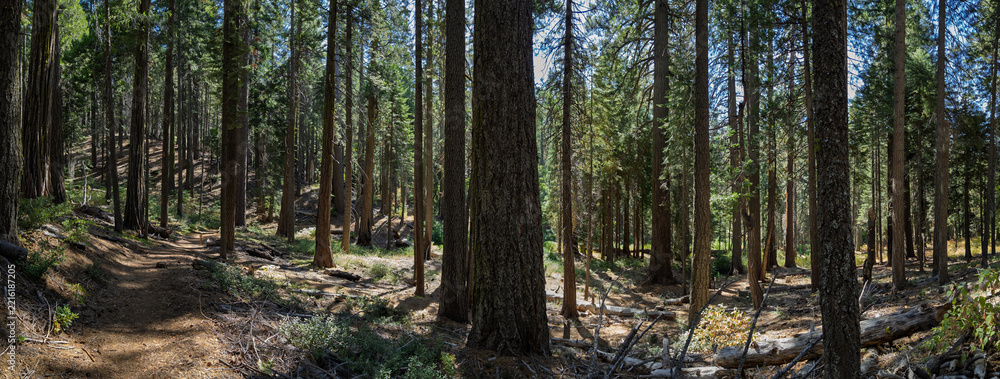 Fototapeta premium Panoramic view of hiking trail through pine forest in California