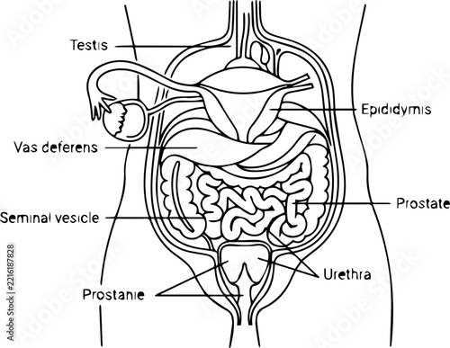 Diagram of the human male reproductive and urinary systems with detailed anatomical labeling of key organs
