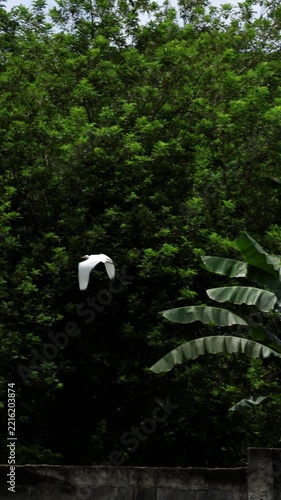 White egret taking flight over a grassy area in Puerto Princesa