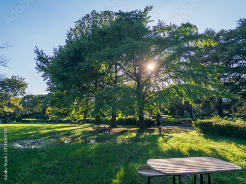 木漏れ日が差し込む緑豊かな公園とベンチの風景