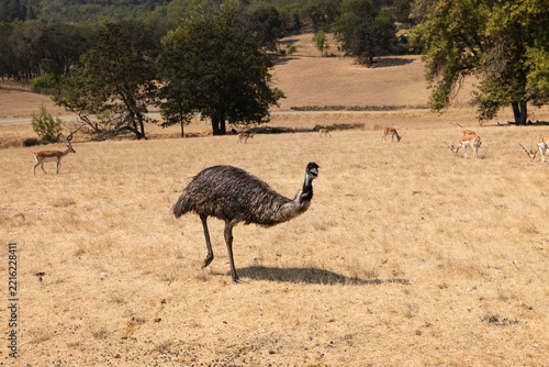 Ostrich up-close